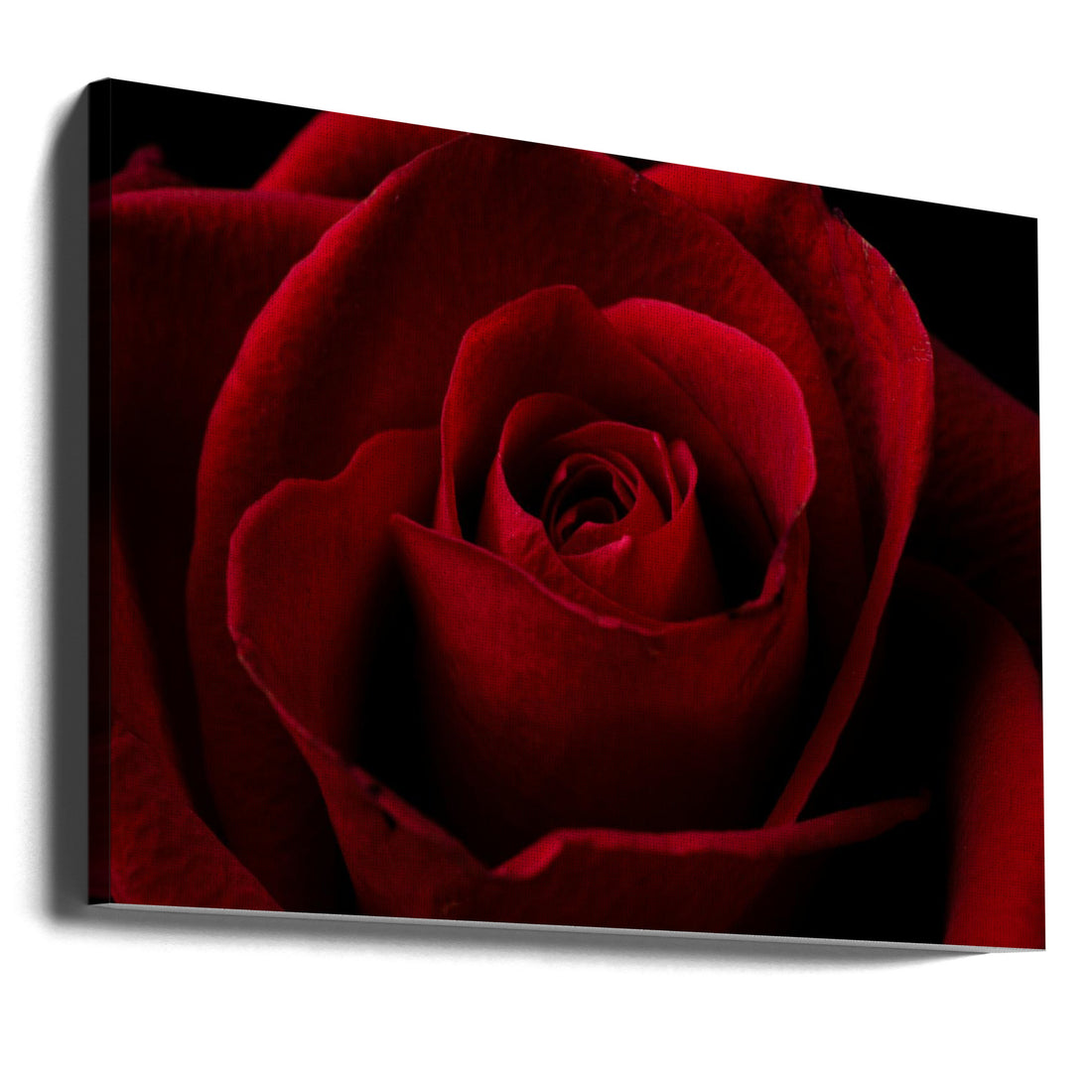 Beautiful Red Rose Macro by Engin Akyurt | Floral Botanical Close-up, Large Canvas Wall Art Print | Artsy Earth