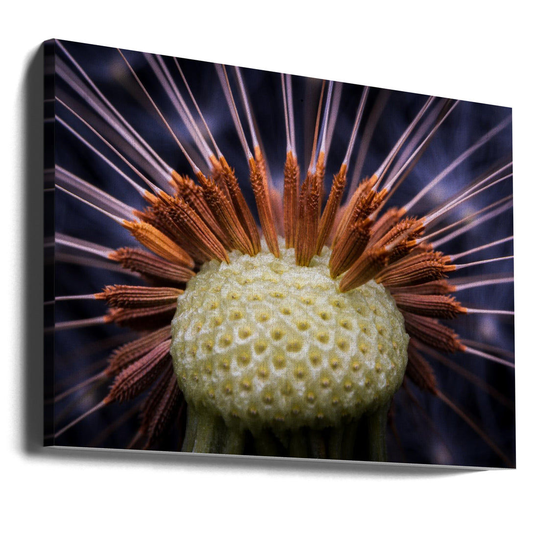 Inside Dandelion by Eduard Andrica | Macro Floral Abstract, Large Canvas Wall Art Print | Artsy Earth