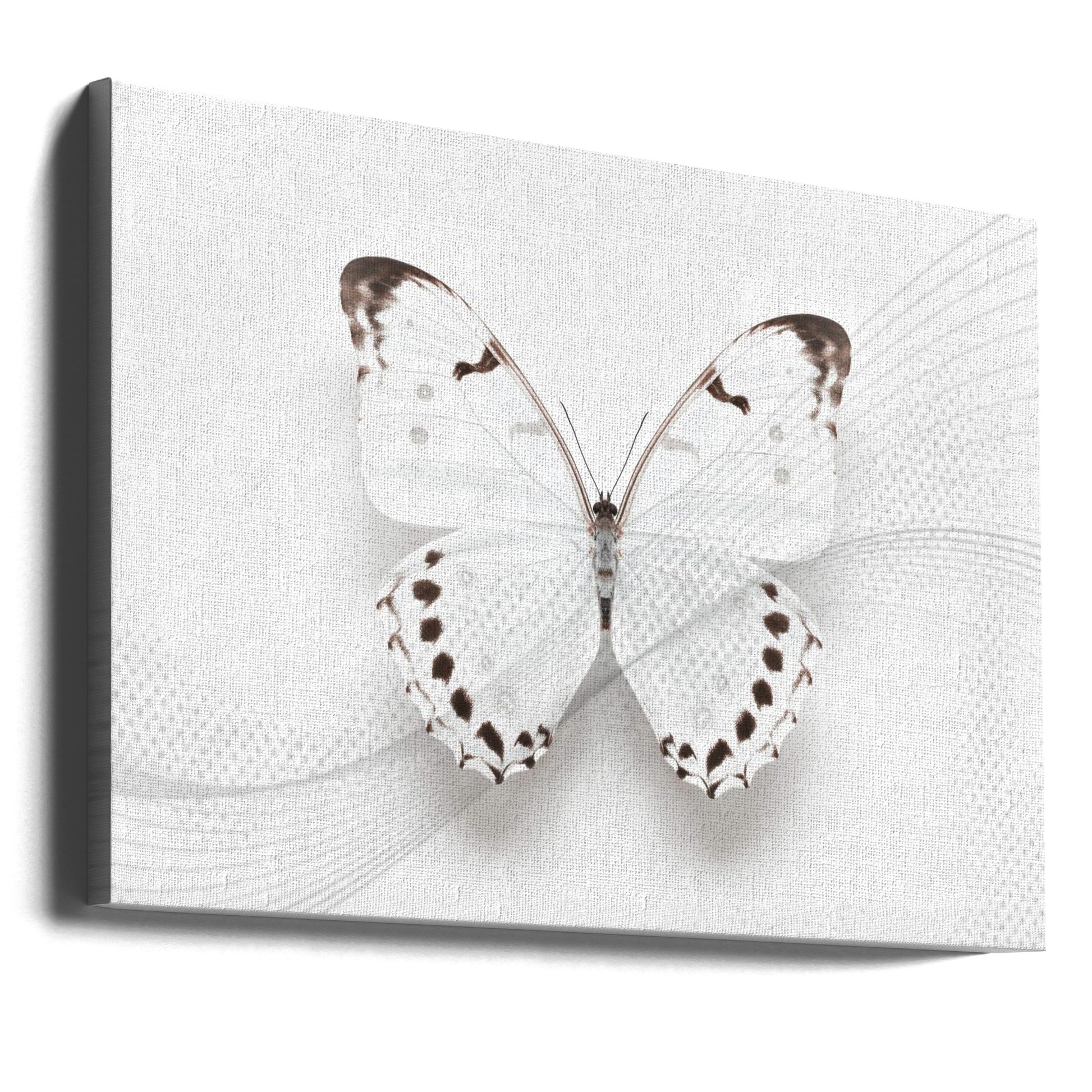 White Butterfly Swirl by Alyson Fennell | White Morpho Nature, Large Canvas Wall Art Print | Artsy Earth