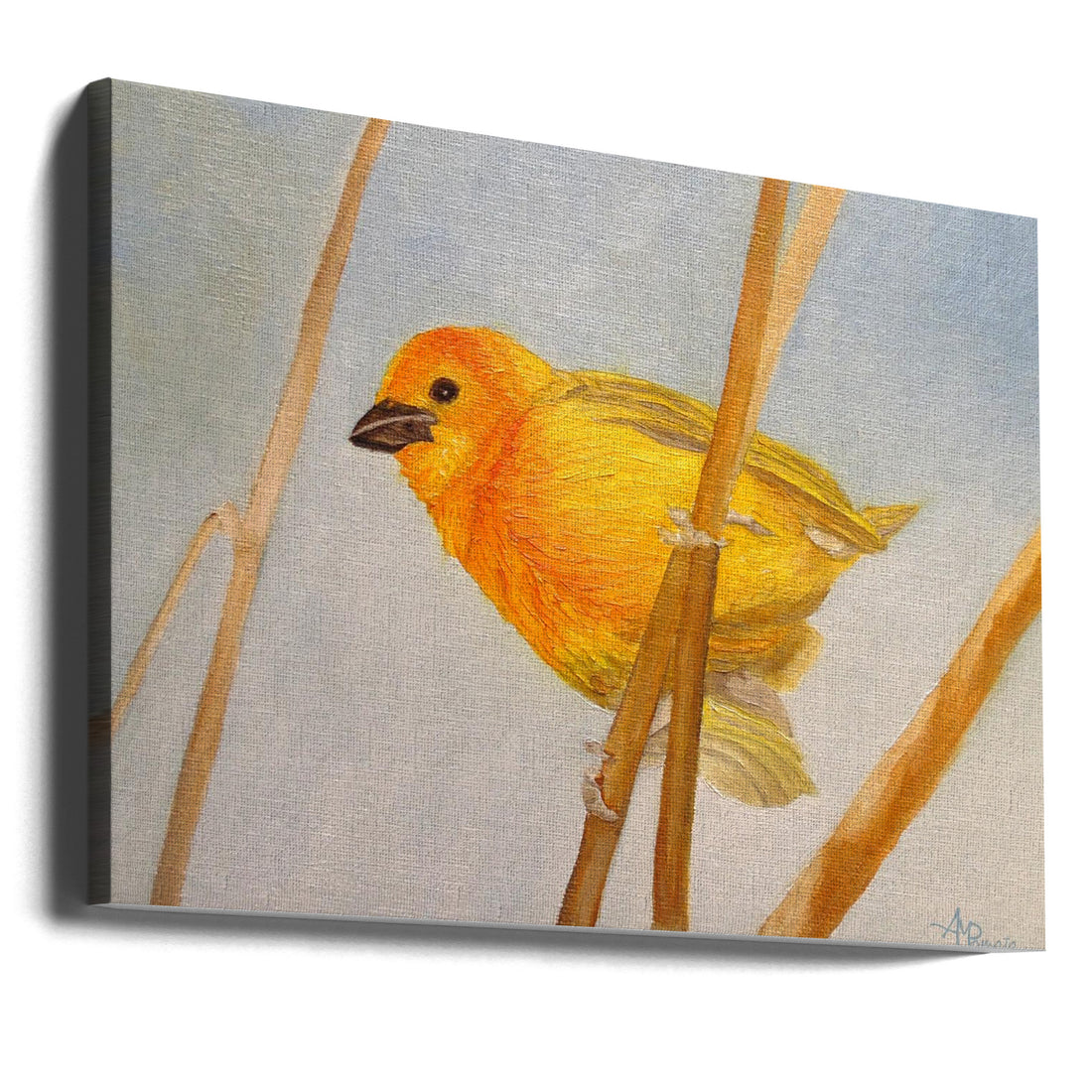 Saffron Finch by Angeles M. Pomata | Colorful Bird Painting, Large Canvas Wall Art Print | Artsy Earth