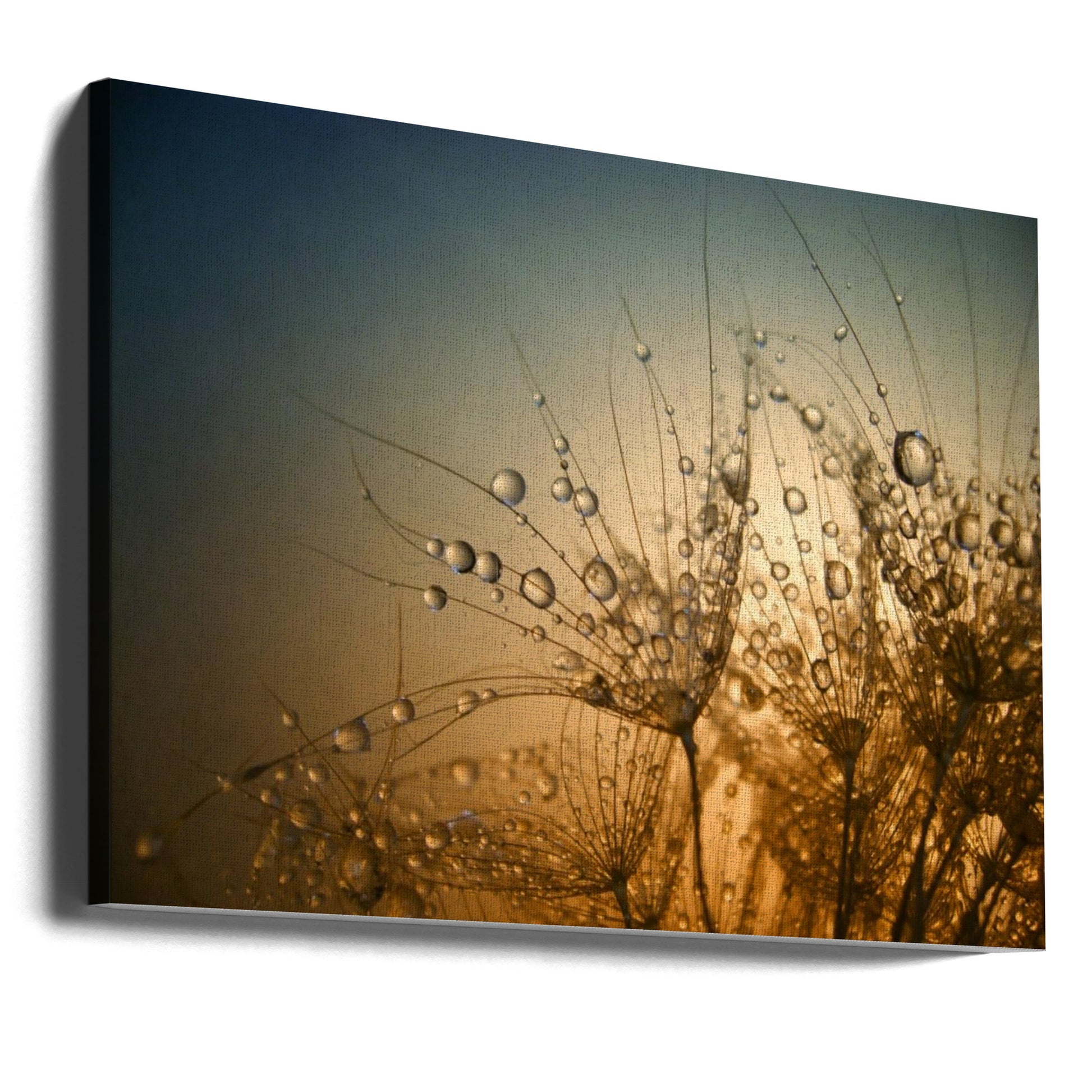 Tender is the Night by Dimitar Lazarov - Dim | Delicate Water Droplets, Large Canvas Wall Art Print | Artsy Earth