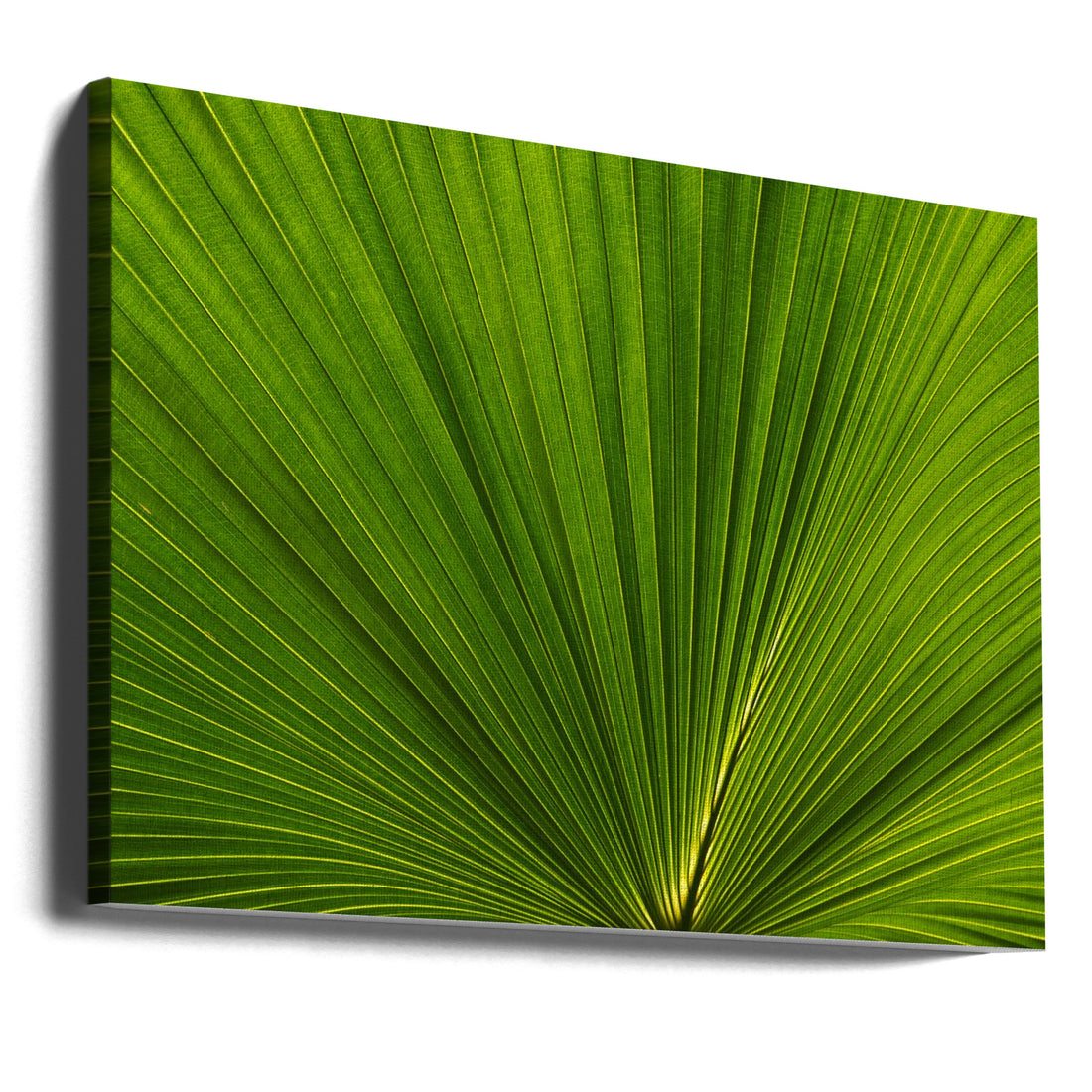 Fan Palm Leaves by Amini54 | Tropical Palm Leaves, Large Canvas Wall Art Print | Artsy Earth