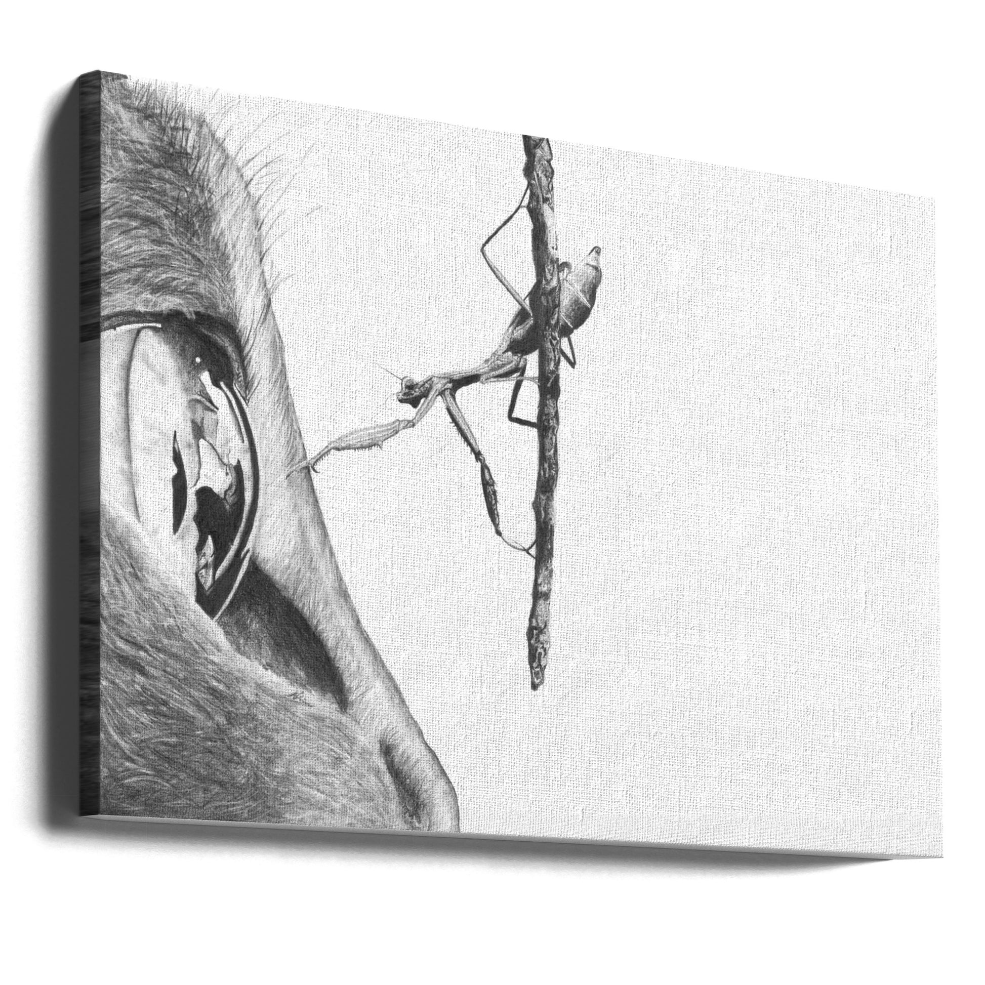 Cat Mantis Eye by Akintunde Durodola | Black And White Animal Drawing, Large Canvas Wall Art Print | Artsy Earth