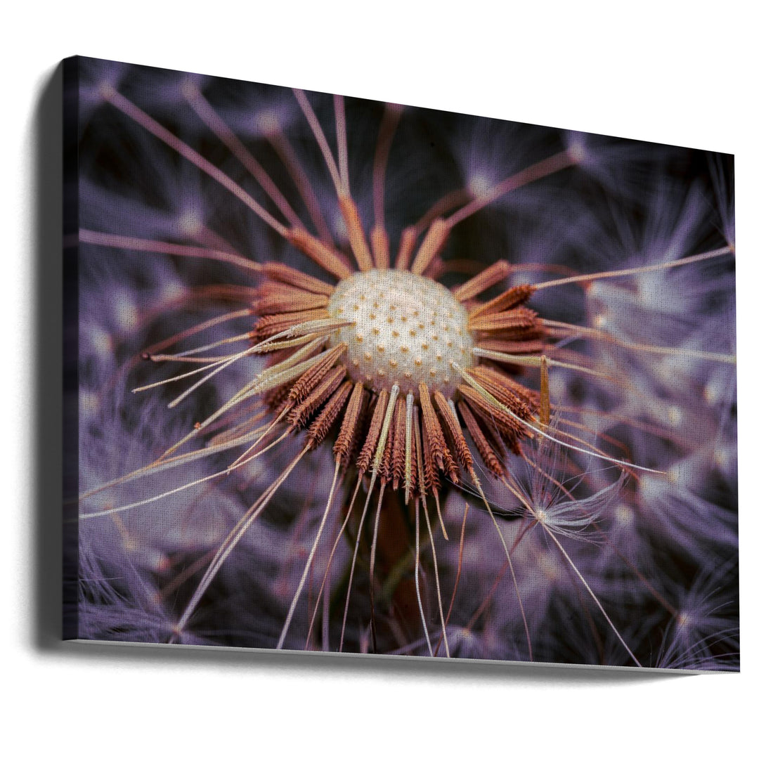 Dandelion Details by Eduard Andrica | Macro Floral Closeup, Large Canvas Wall Art Print | Artsy Earth