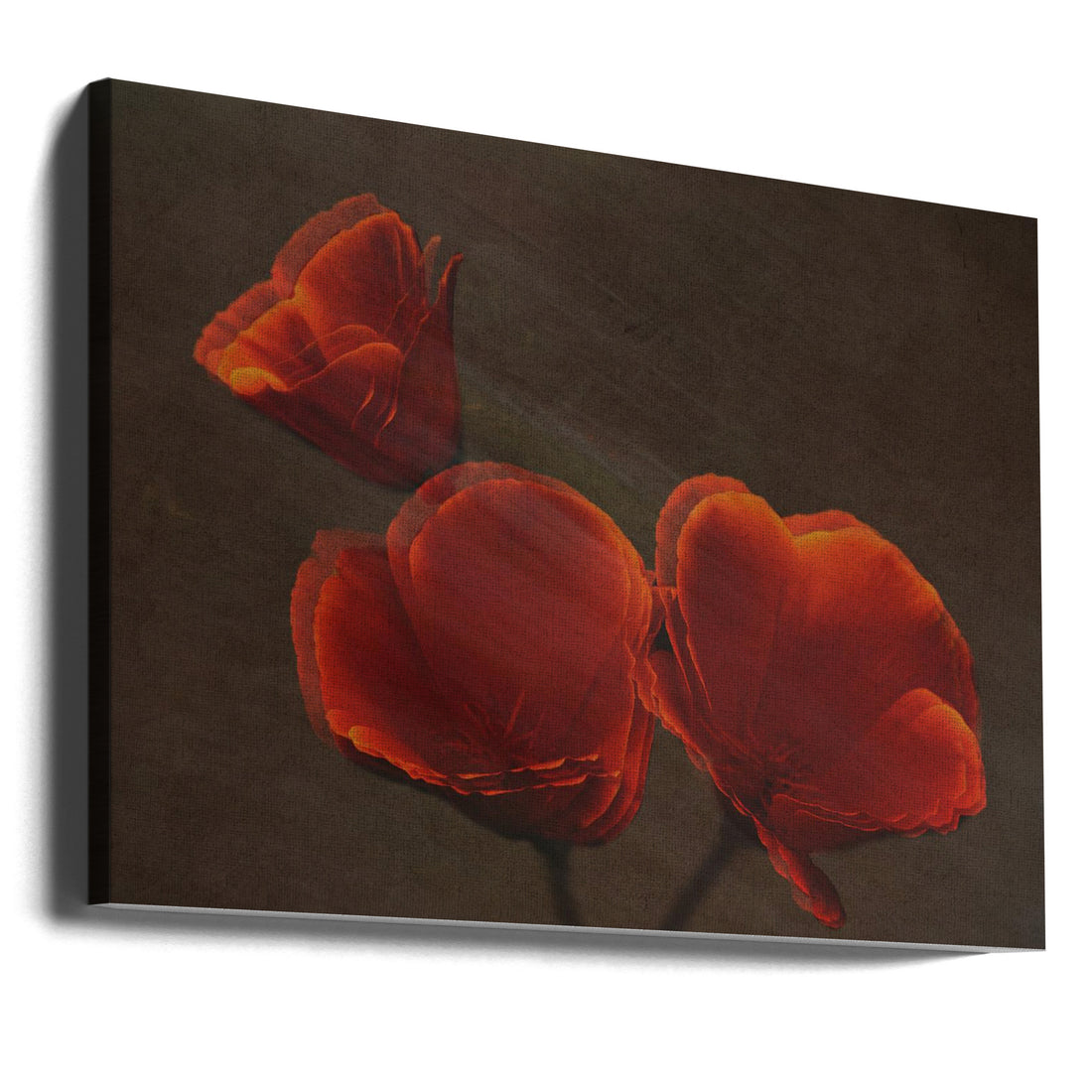 Red Poppy Flora by Jay Marik | Grainy Floral Botanical, Large Canvas Wall Art Print | Artsy Earth