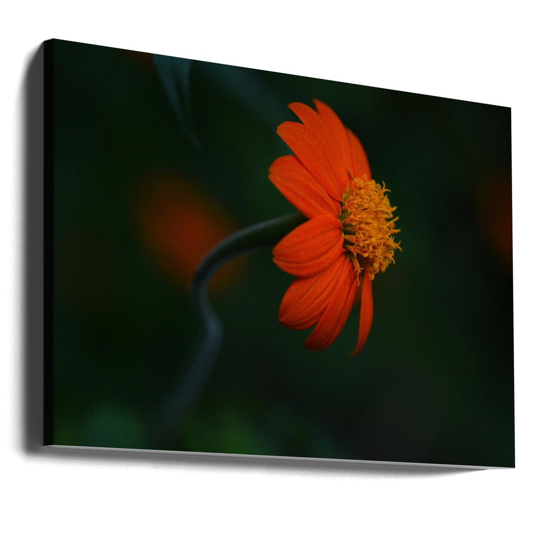 Lust for Life by Vedrana Domazet | Colorful Floral Macro, Large Canvas Wall Art Print | Artsy Earth