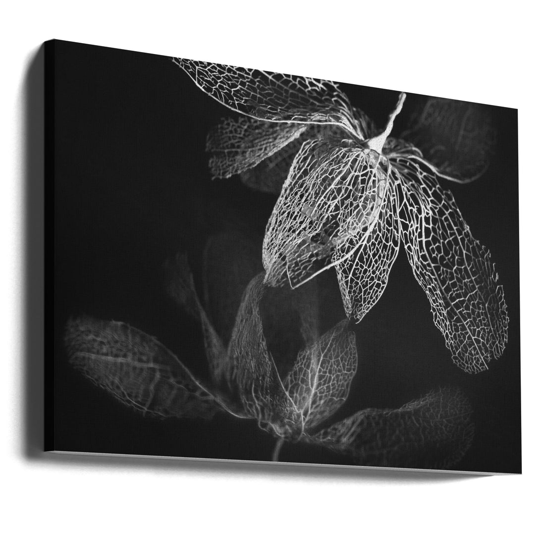 Quiet Time by Shihya Kowatari | Dark Floral Botanical, Large Canvas Wall Art Print | Artsy Earth