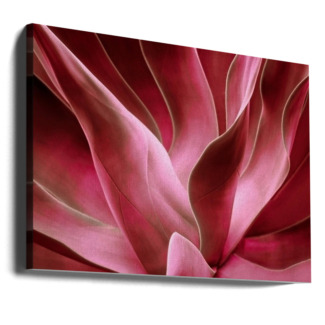 Agave Abstract by Robin Wechsler | Botanical Close-up Texture, Large Canvas Wall Art Print | Artsy Earth