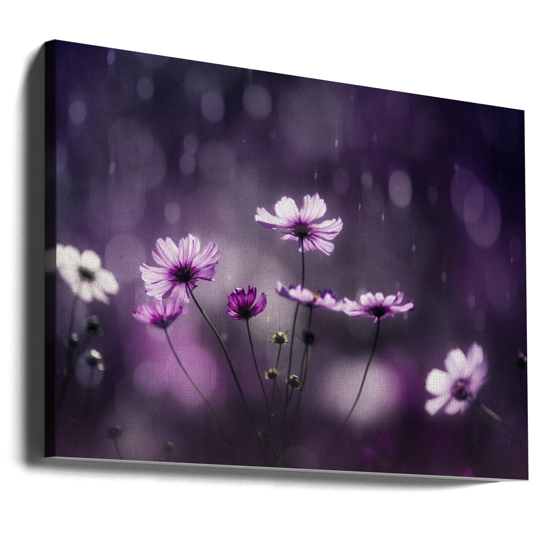 Purple Flash by Takashi Suzuki | Floral Macro Nature, Large Canvas Wall Art Print | Artsy Earth