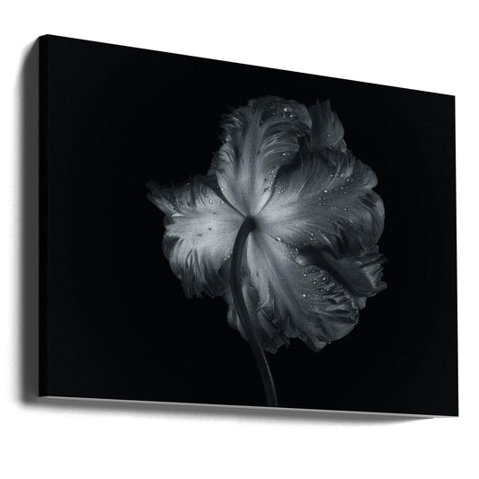 Shy Parrot Tulip by Penny Myles | Monochrome Floral Drop, Large Canvas Wall Art Print | Artsy Earth