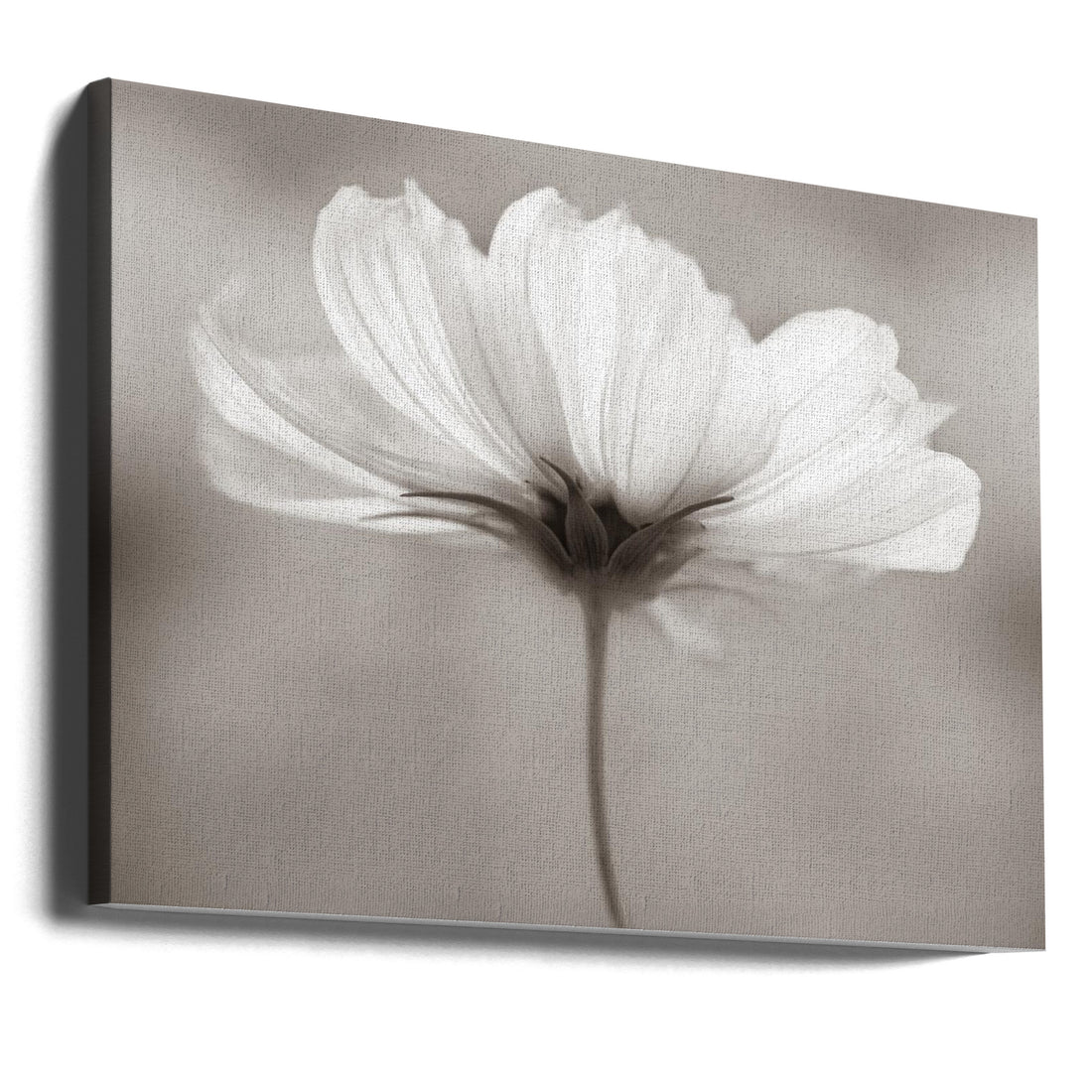 Cosmos Flower by Penny Myles | Delicate Floral Botanical, Large Canvas Wall Art Print | Artsy Earth