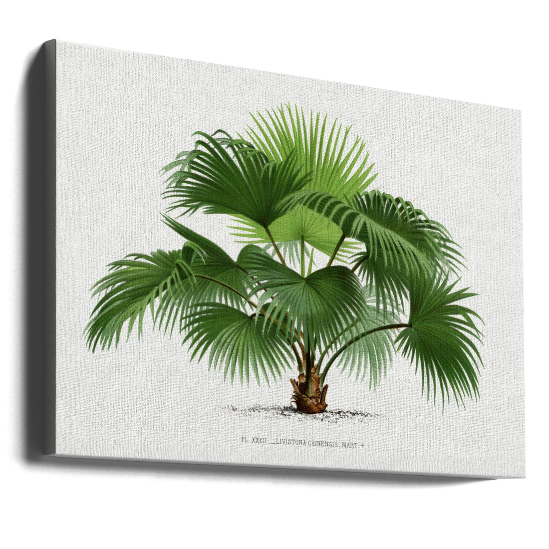 Vintage Palm Tree by Les Palmiers Histoire Iconographique | Botanical Tropical Illustration, Large Canvas Wall Art Print | Artsy Earth