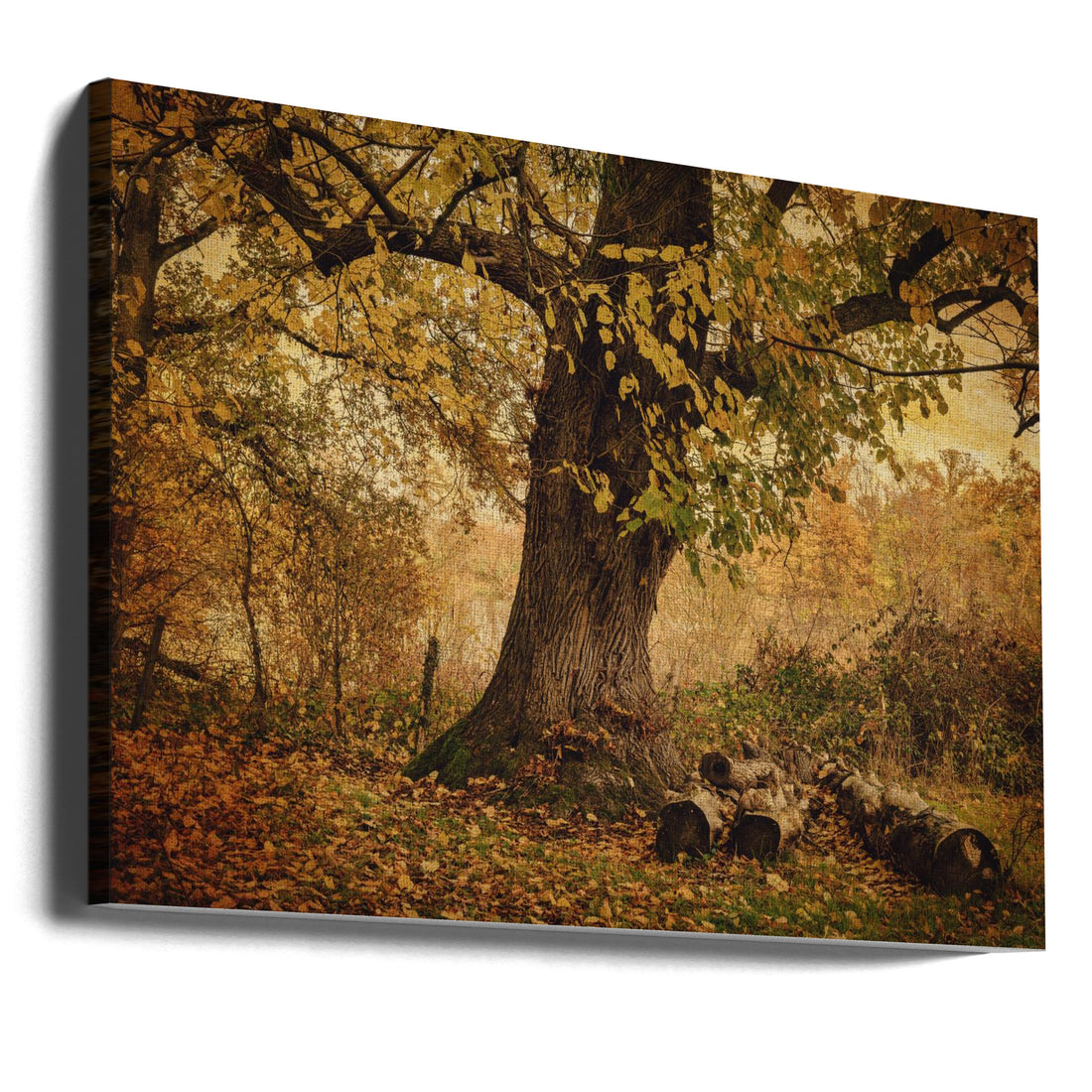 Old Forest Tree by Liliane Lathouwers | Rural Countryside Landscape, Large Canvas Wall Art Print | Artsy Earth