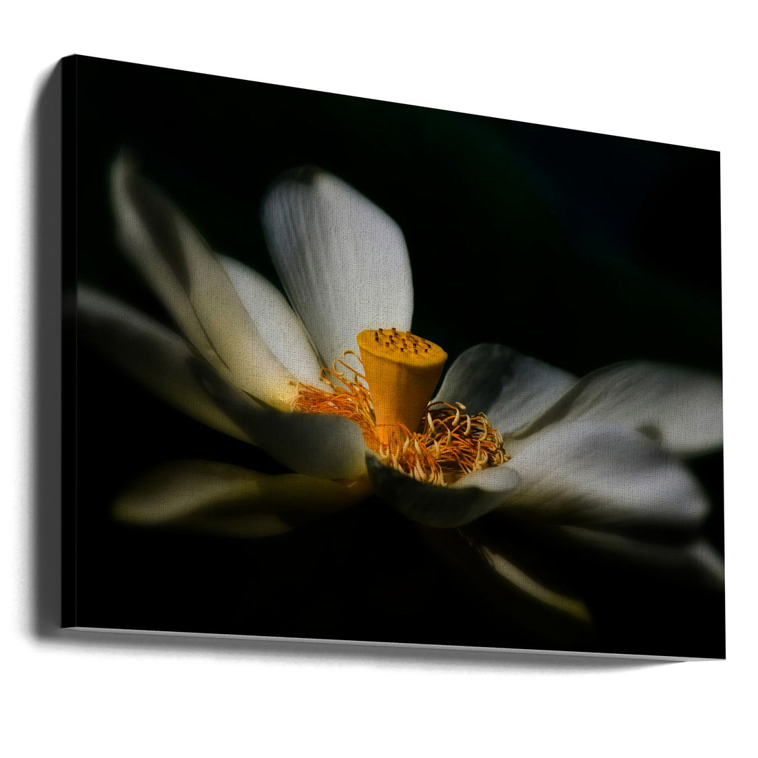 A Lotus, Softly by Travis Burgess | Lotus Flower Botanical, Large Canvas Wall Art Print | Artsy Earth