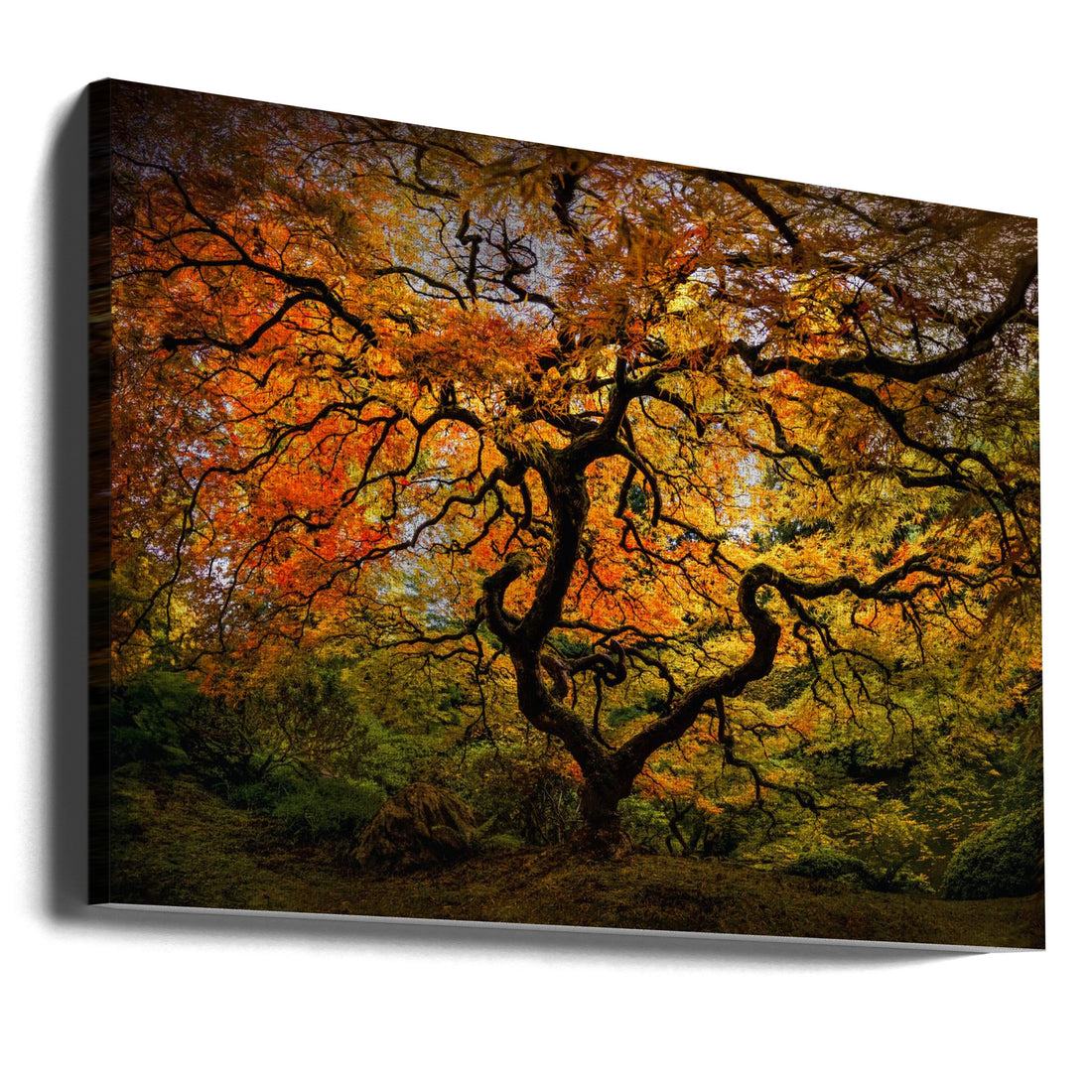 The Maple Tree by Yanny Liu | Japanese Maple Landscape, Large Canvas Wall Art Print | Artsy Earth