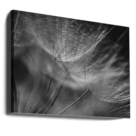 Dandelion Wishes by Lisa Zhang | Macro Botanical Flora, Large Canvas Wall Art Print | Artsy Earth