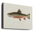 Male Brook Trout by Sherman F. Denton | Vintage Sealife Poster, Large Canvas Wall Art Print | Artsy Earth