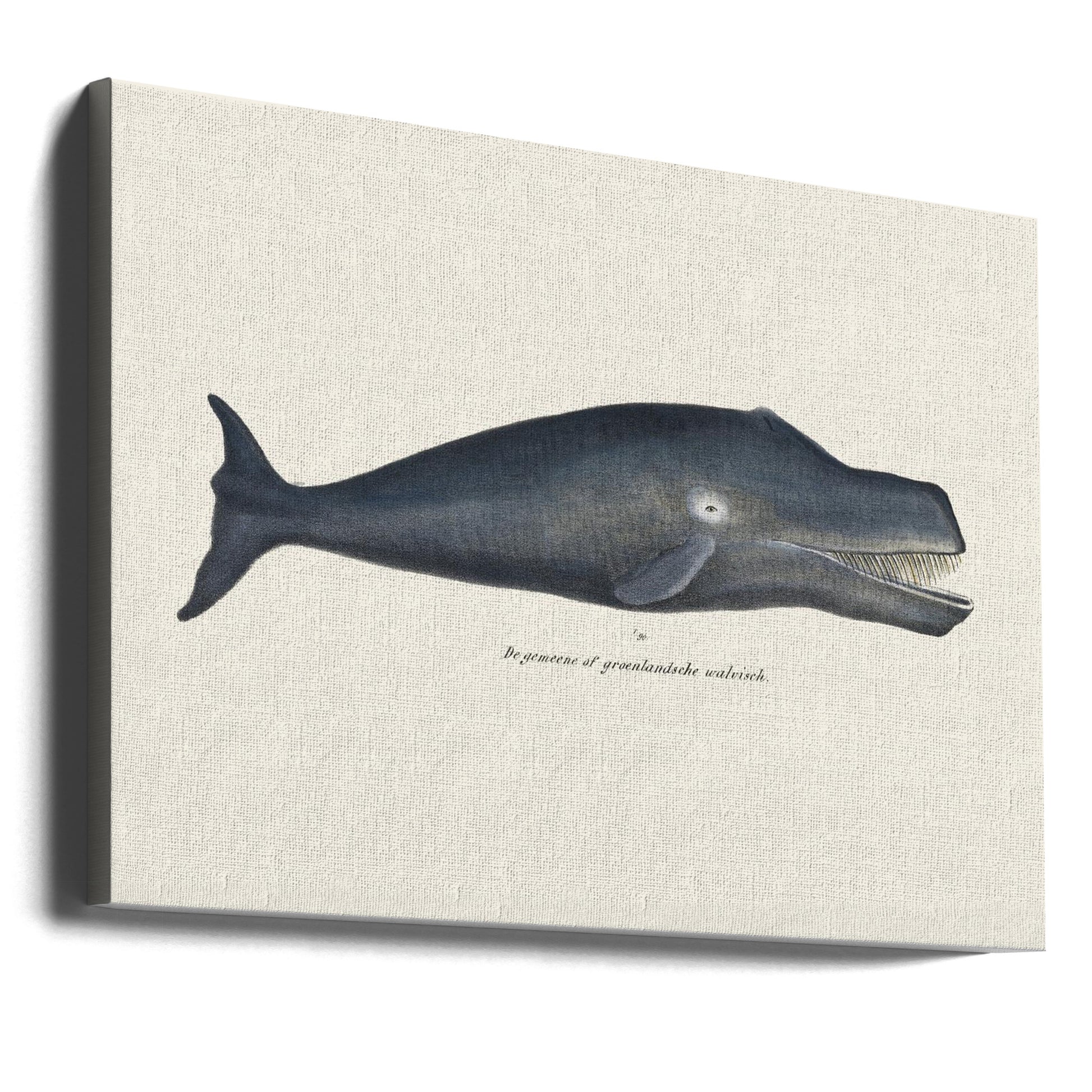 Whale Antique Lithograph by Vintage Poster | Vintage Sealife Illustration, Large Canvas Wall Art Print | Artsy Earth