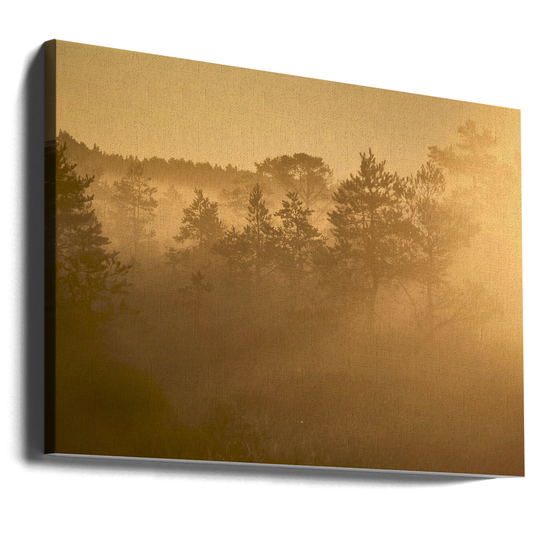 Misty Pine Forest by Hamed Bank | Foggy Forest Sunrise, Large Canvas Wall Art Print | Artsy Earth