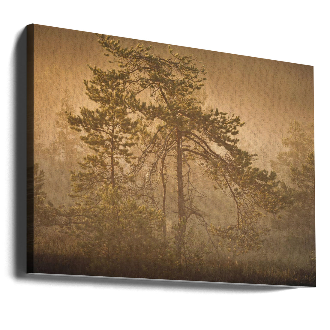 Misty Pine Forest by Hamed Bank | Foggy Pine Trees, Large Canvas Wall Art Print | Artsy Earth