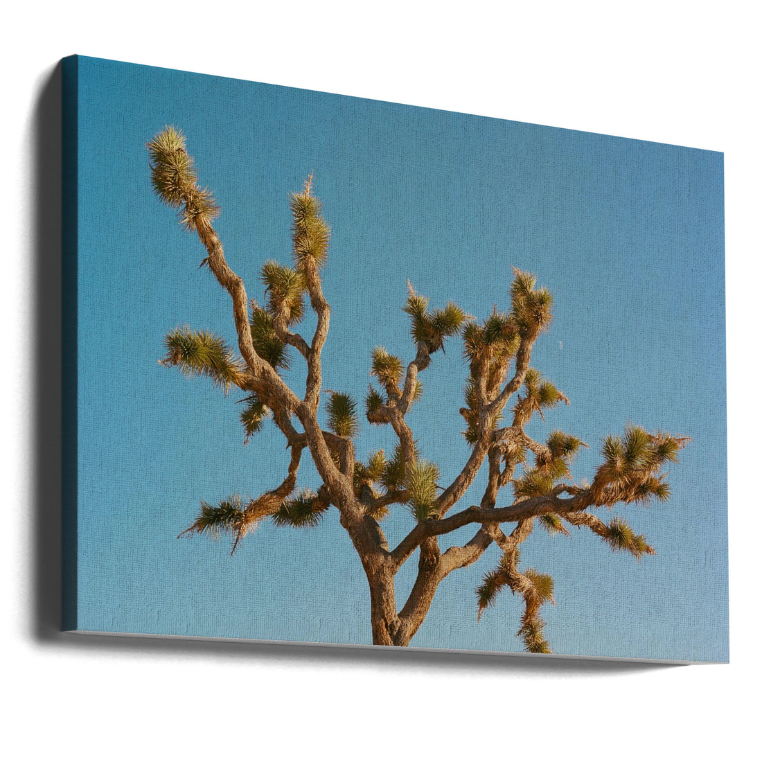 Joshua Tree Moon by Bethany Young | Outdoor Botanical Landscape, Large Canvas Wall Art Print | Artsy Earth