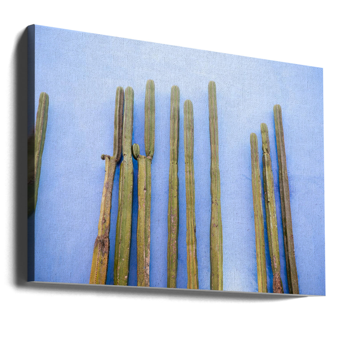 Tall Cacti on Blue by Raisa Zwart | Botanical Travel Photography, Large Canvas Wall Art Print | Artsy Earth