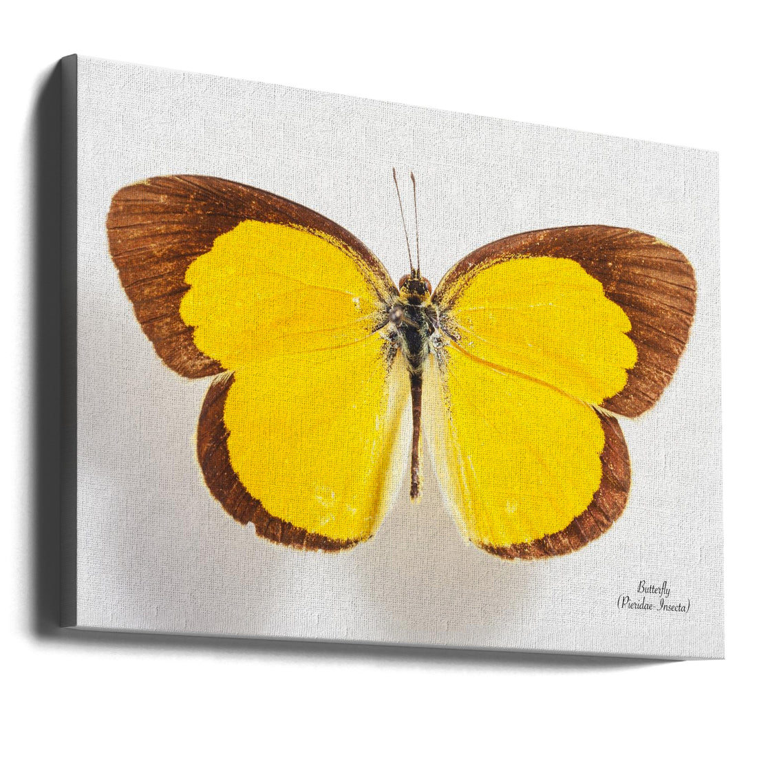 Butterfly Specimen by Johan Botha "sabie" | Vintage Butterfly Collection, Large Canvas Wall Art Print | Artsy Earth