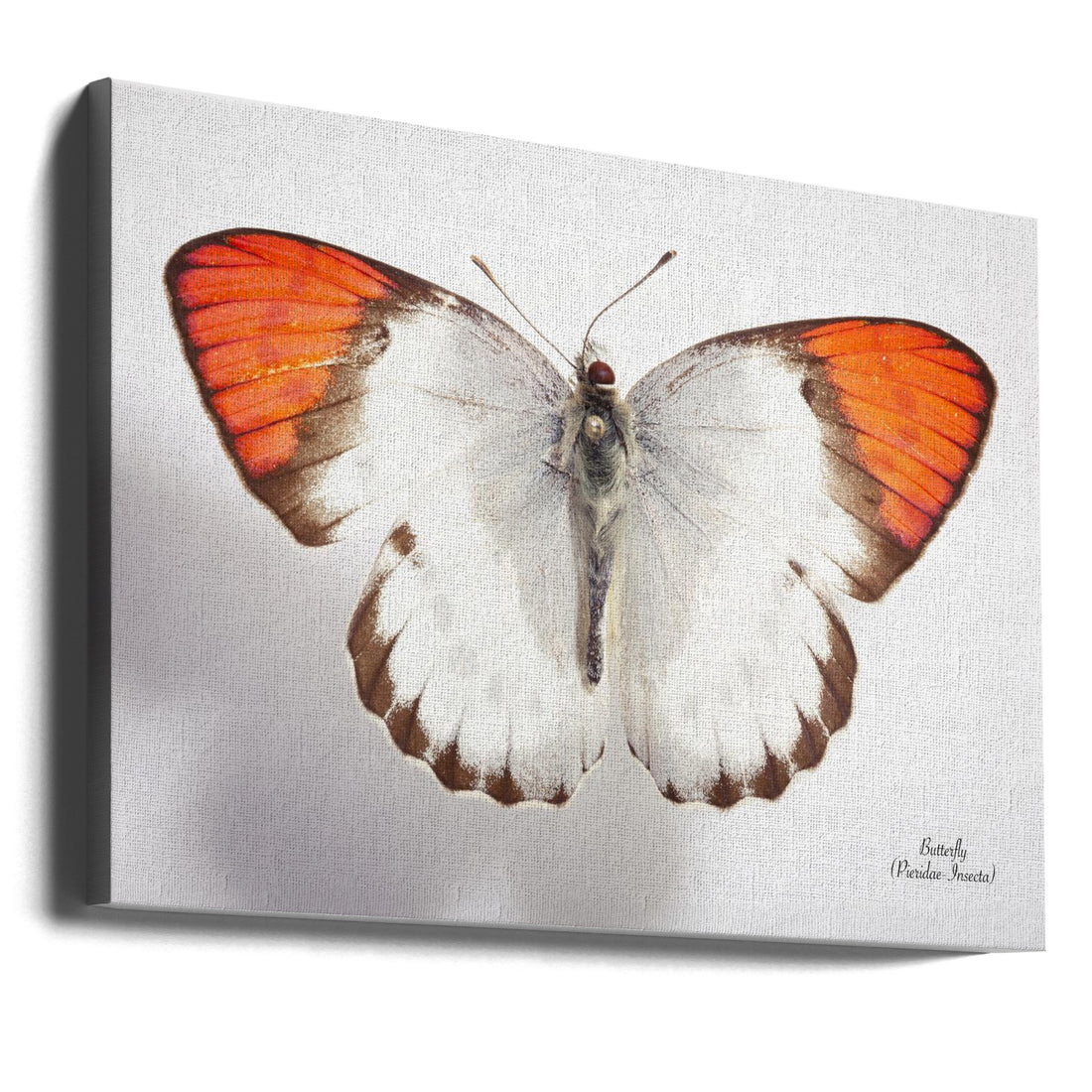 Vintage Butterfly by Johan Botha "sabie" | Mounted Specimen Collection, Large Canvas Wall Art Print | Artsy Earth