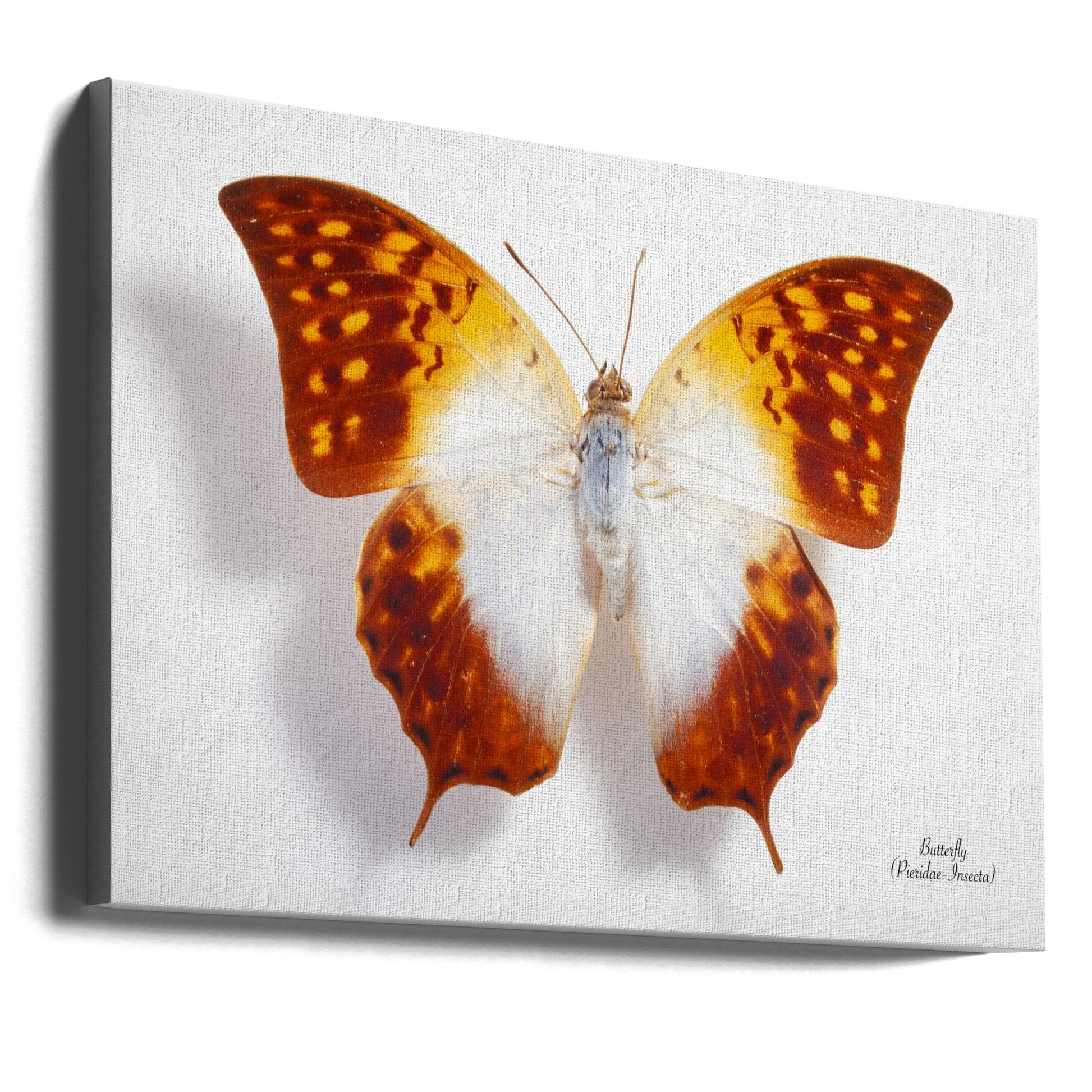 Vintage Butterfly by Johan Botha "sabie" | Mounted Specimen Collection, Large Canvas Wall Art Print | Artsy Earth