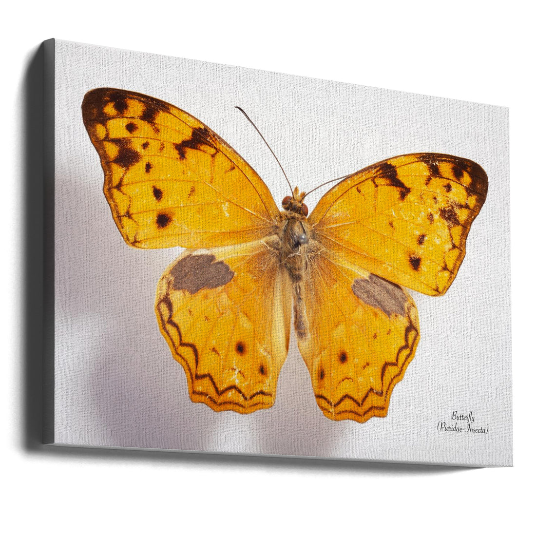 Vintage Butterfly by Johan Botha "sabie" | Mounted Specimen Collection, Large Canvas Wall Art Print | Artsy Earth