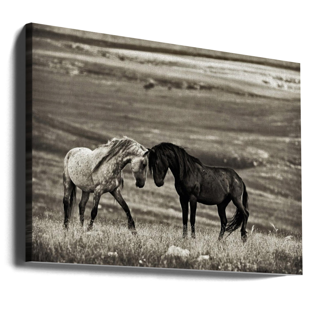 Close Encounter by Vedran Vidak | Horse Romance Tenderness, Large Canvas Wall Art Print | Artsy Earth