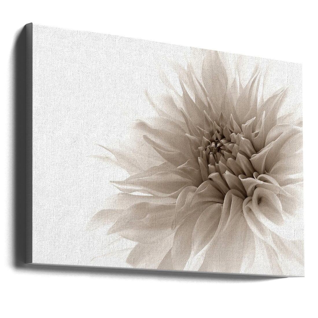 Monochrome Dahlia by Priska Wettstein | High Key Botanical, Large Canvas Wall Art Print | Artsy Earth