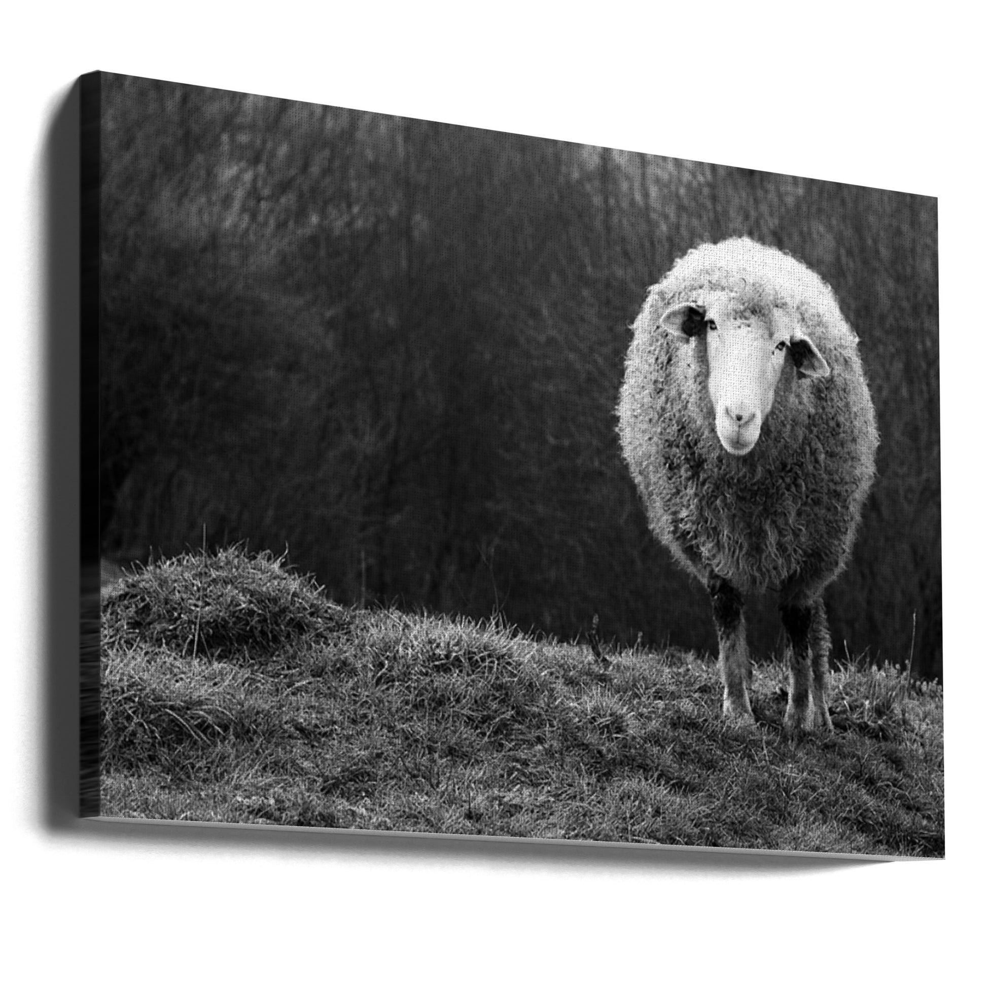 Wondering Sheep by Ajven | Rural Pastoral Landscape, Large Canvas Wall Art Print | Artsy Earth