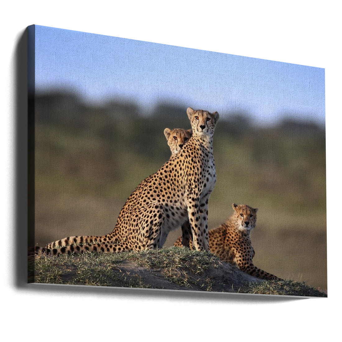 Cheetahs Family by Sultan Sultan Al Aseeri | Wildlife Nature Safari, Large Canvas Wall Art Print | Artsy Earth