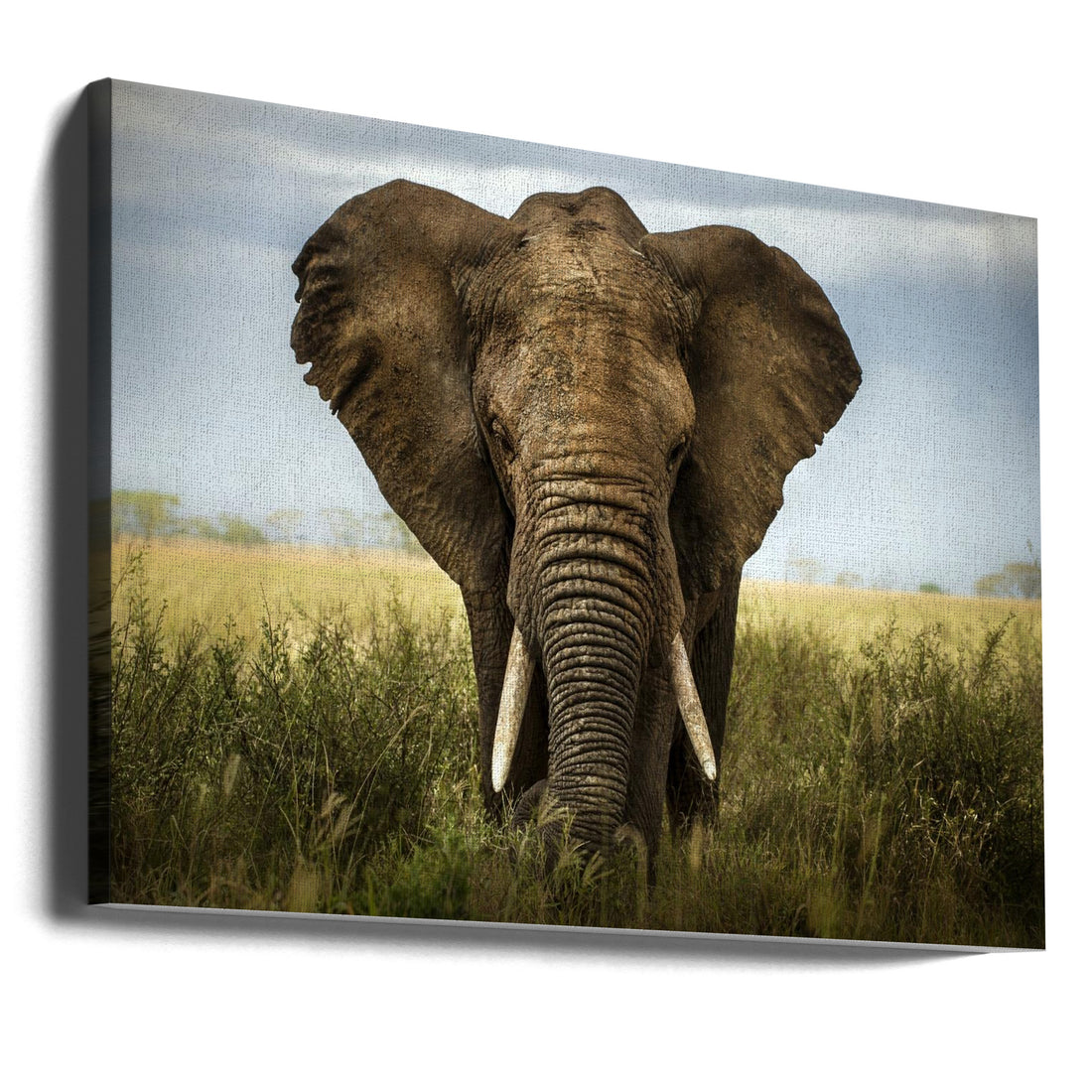 Encounters in Serengeti by Alberto Ghizzi Panizza | African Wildlife Safari, Large Canvas Wall Art Print | Artsy Earth