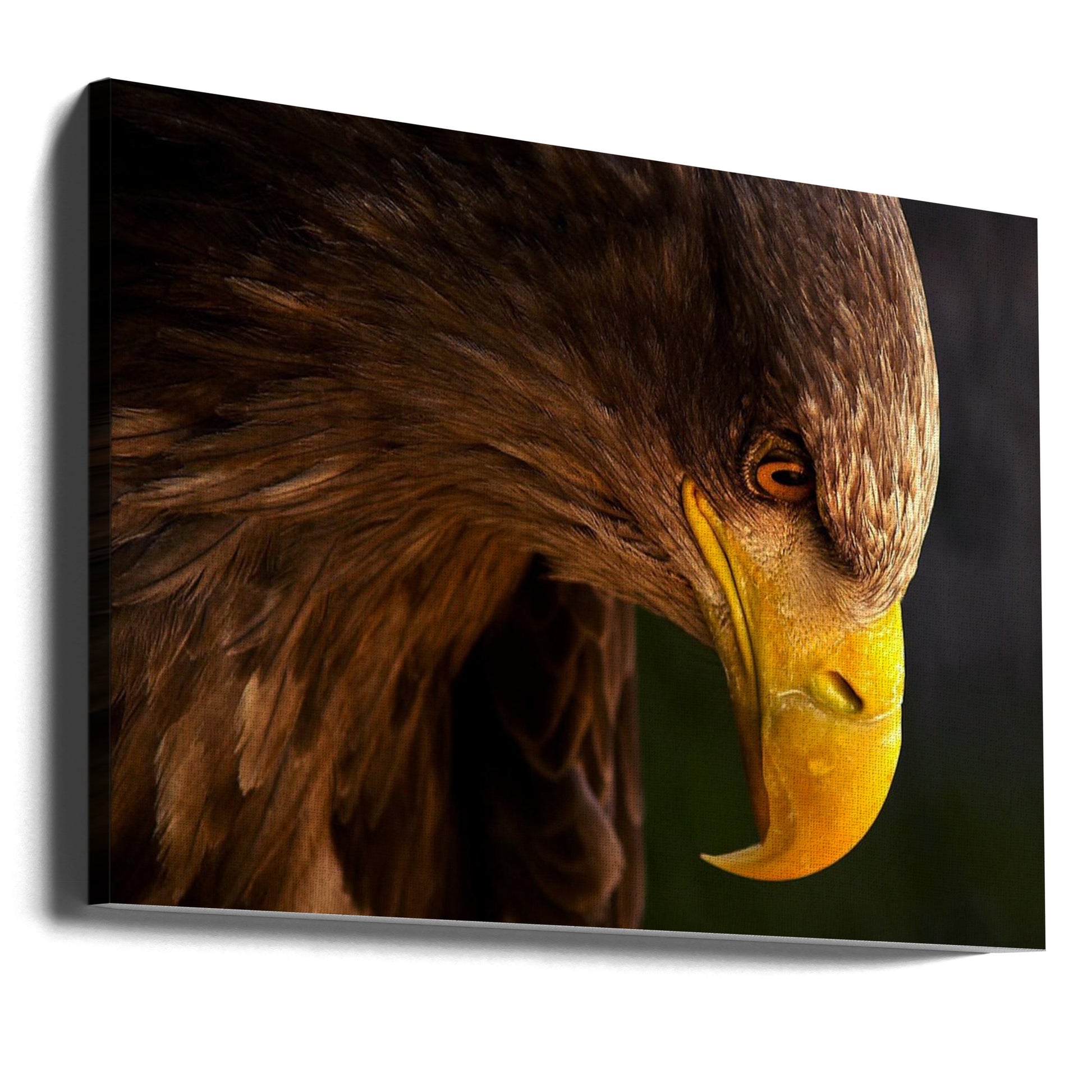 Eagle pursues prey by Adriana K.h. | Wild Eagle Portrait, Large Canvas Wall Art Print | Artsy Earth