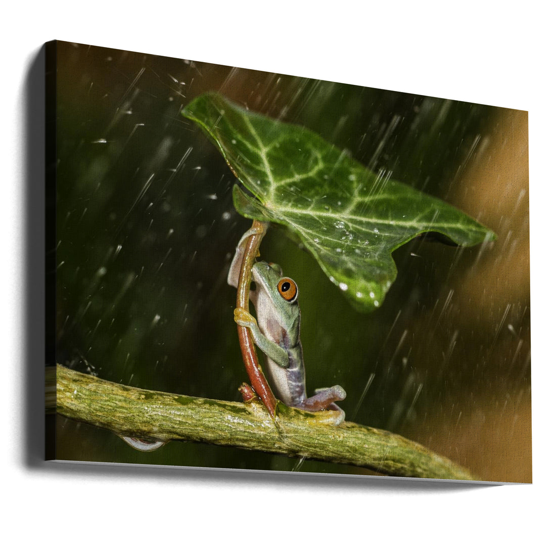 Ohh Noo It's Raining by Kutub Uddin | Frog Rain Shelter, Large Canvas Wall Art Print | Artsy Earth