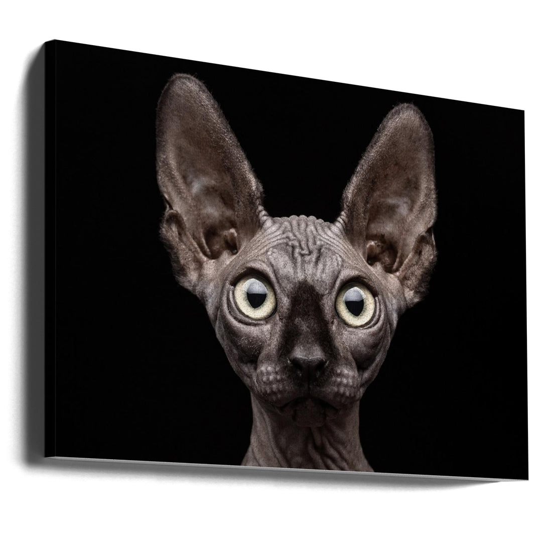 Sphynx Cat Portrait by Patrick Matte | Hairless Cat Close-up, Large Canvas Wall Art Print | Artsy Earth