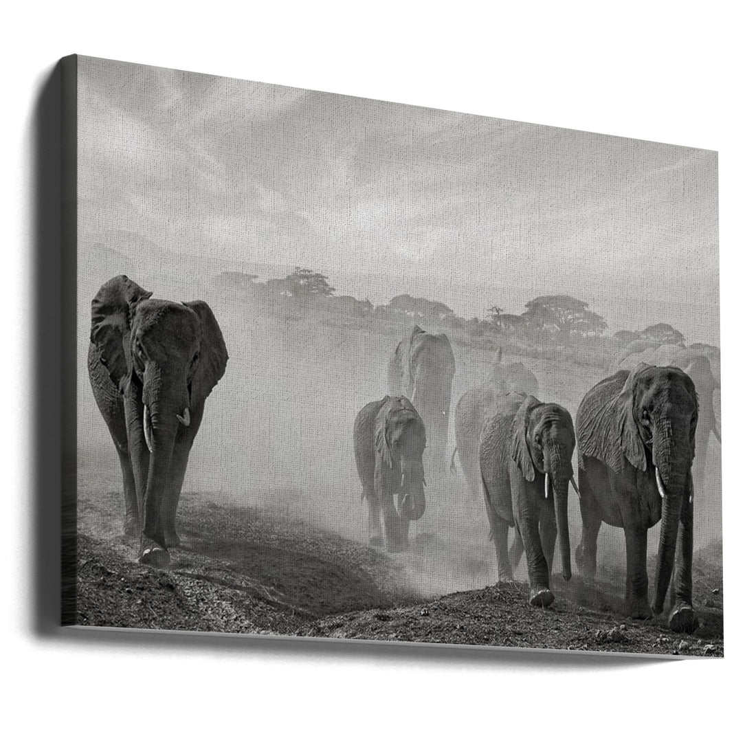 Sequence of emotion by Mathilde Guillemot | African Wildlife Safari, Large Canvas Wall Art Print | Artsy Earth