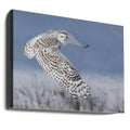 Snowy Owl by Mircea Costina | Wild Winter Bird, Large Canvas Wall Art Print | Artsy Earth