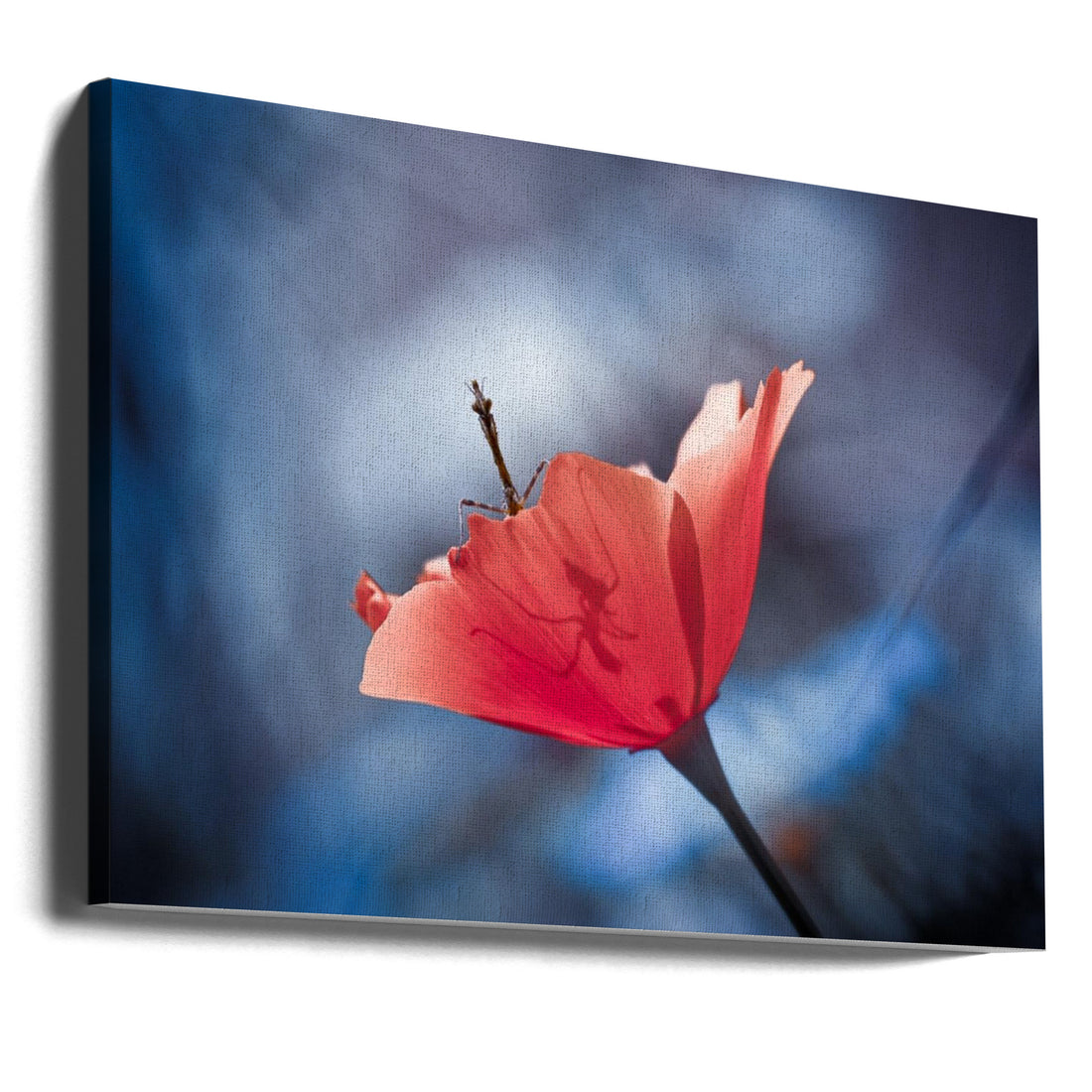 The Poppy Master by Fabien Bravin | Preying Mantis Macro, Large Canvas Wall Art Print | Artsy Earth