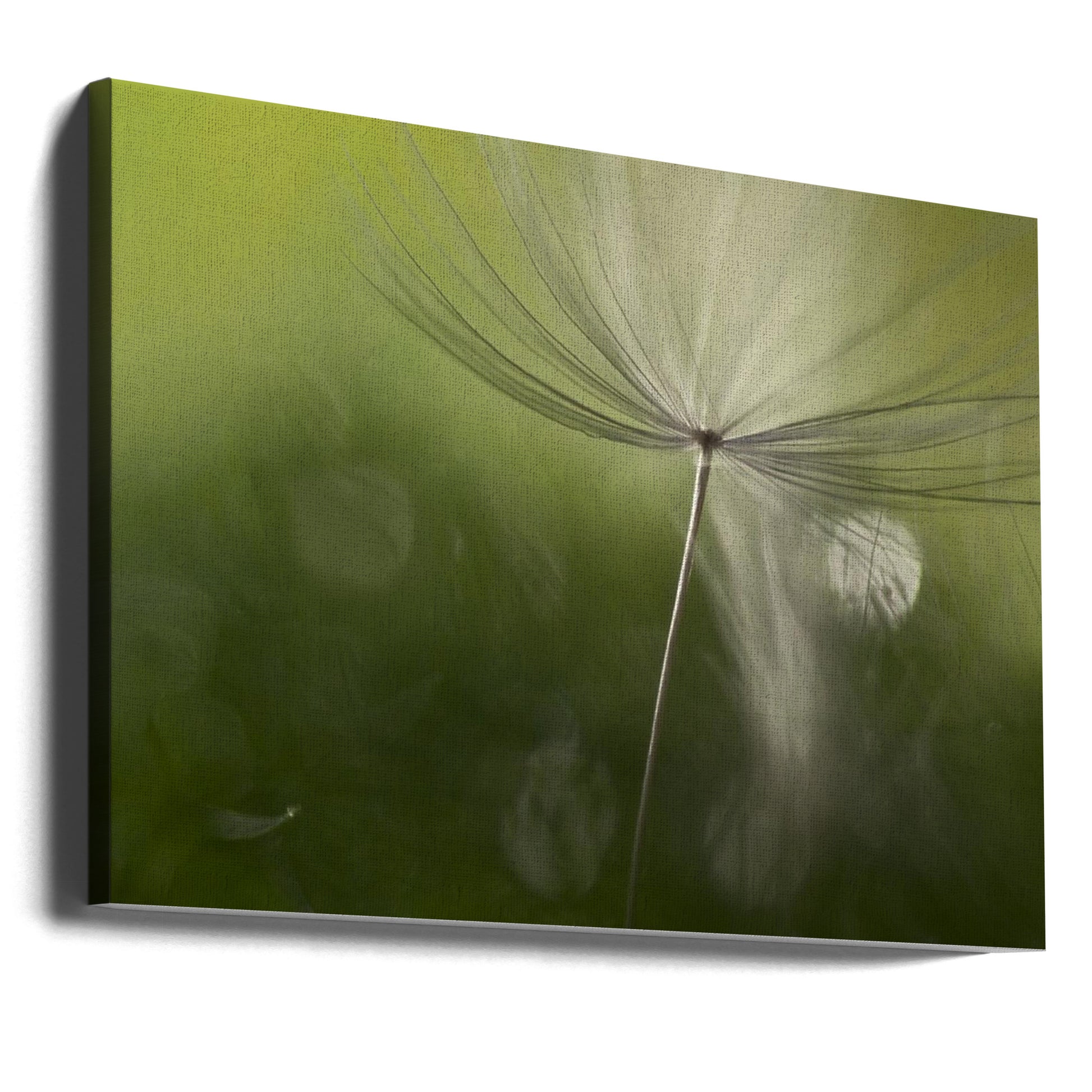 Shadows in the green by Heidi Westum | Macro Botanical Flora, Large Canvas Wall Art Print | Artsy Earth