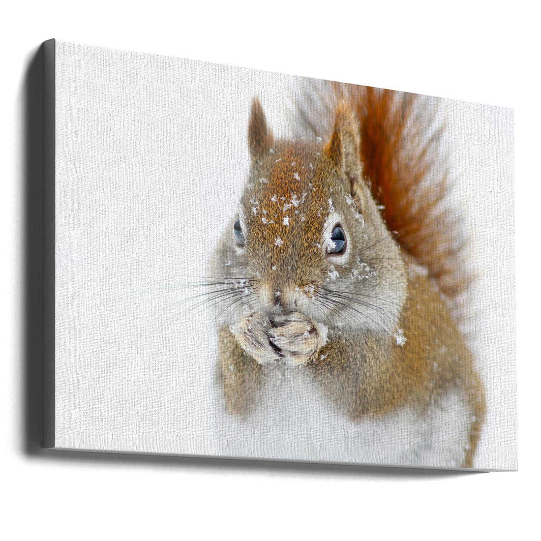 Christmas Squirrel by Mircea Costina | Winter Wildlife Nature, Large Canvas Wall Art Print | Artsy Earth