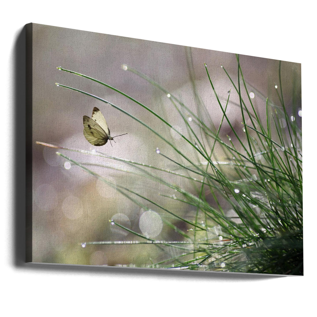 Imminent Landing by Anna Cseresnjes | Macro Butterfly Closeup, Large Canvas Wall Art Print | Artsy Earth