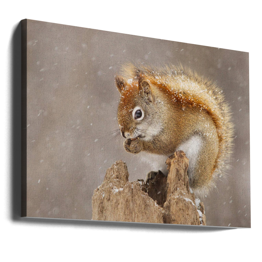 Snow Storm by Mircea Costina | Winter Wildlife Squirrel, Large Canvas Wall Art Print | Artsy Earth