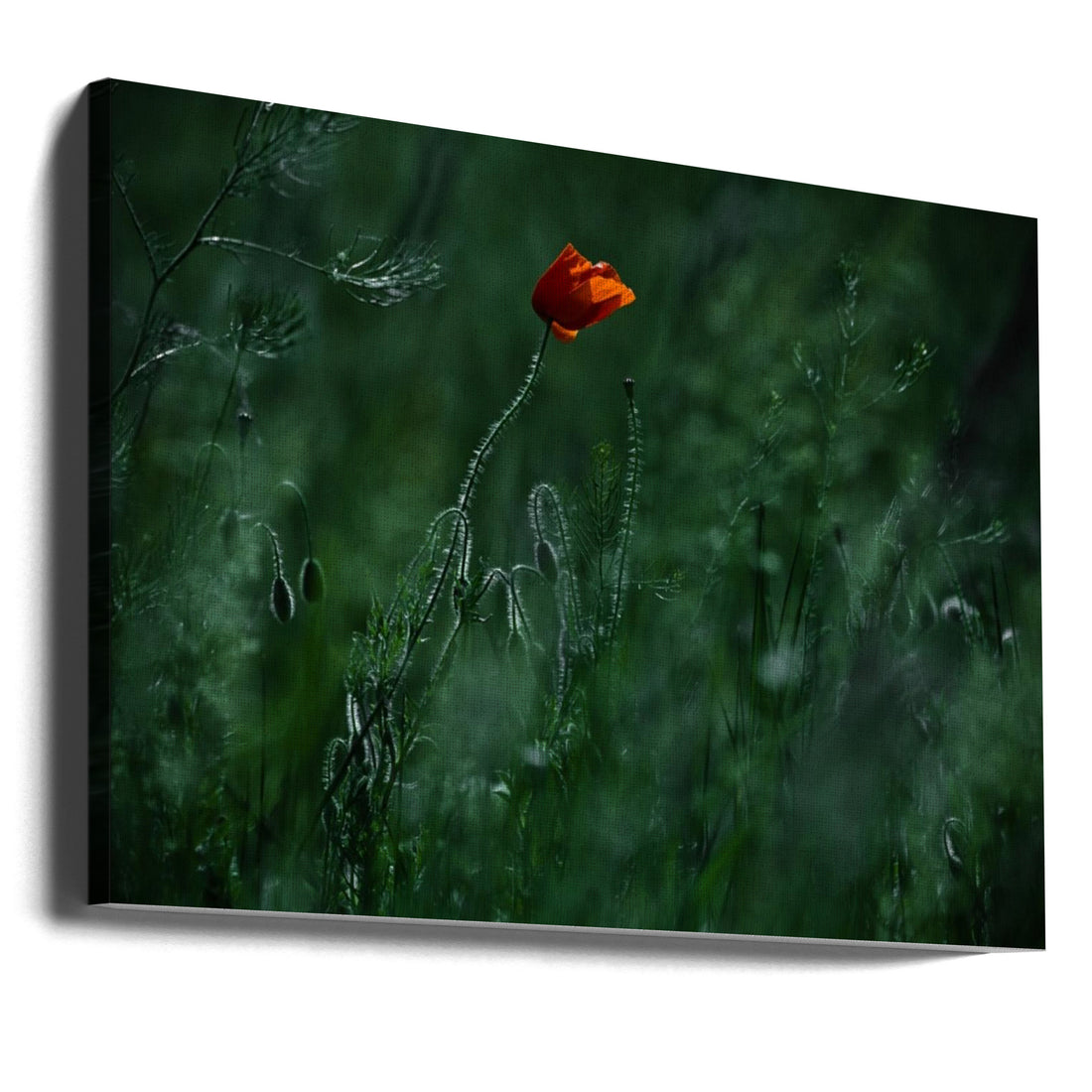 Red Poppy Love by Ildiko Neer | Romantic Floral Meadow, Large Canvas Wall Art Print | Artsy Earth