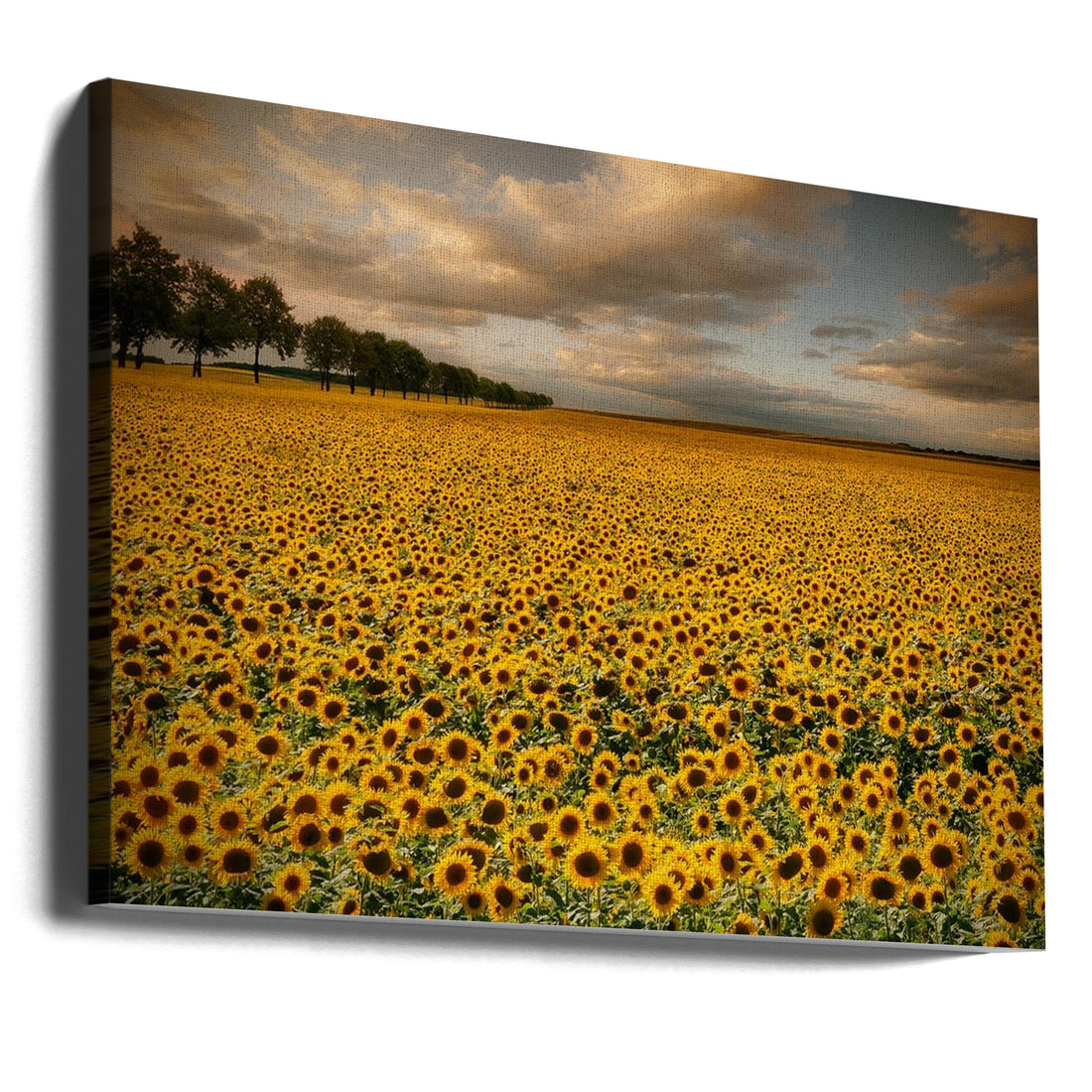 Sunflower Field by Piotr Krol (bax) | Summer Landscape Flora, Large Canvas Wall Art Print | Artsy Earth