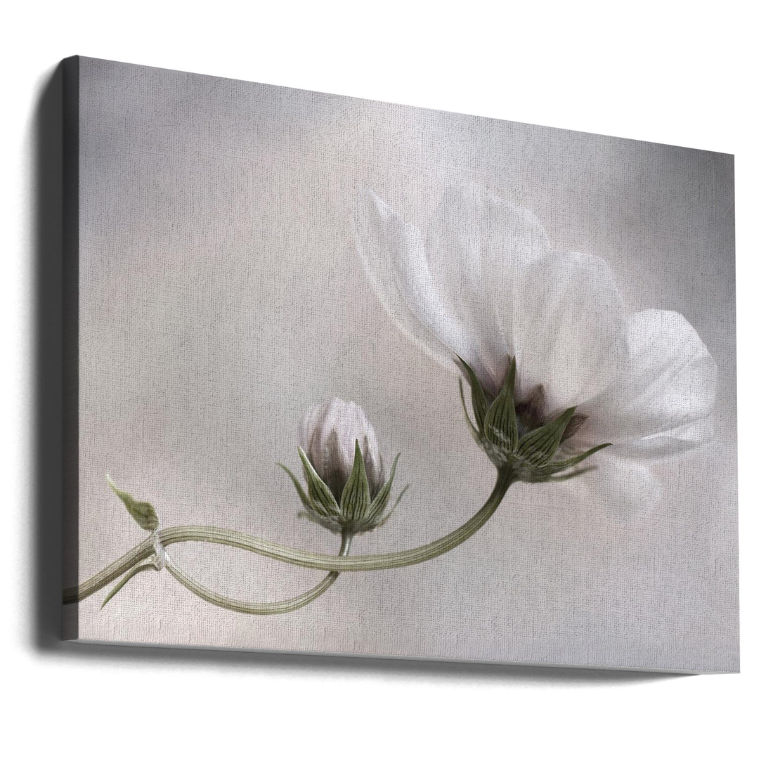 Simply Cosmos by Mandy Disher | Delicate White Flora, Large Canvas Wall Art Print | Artsy Earth