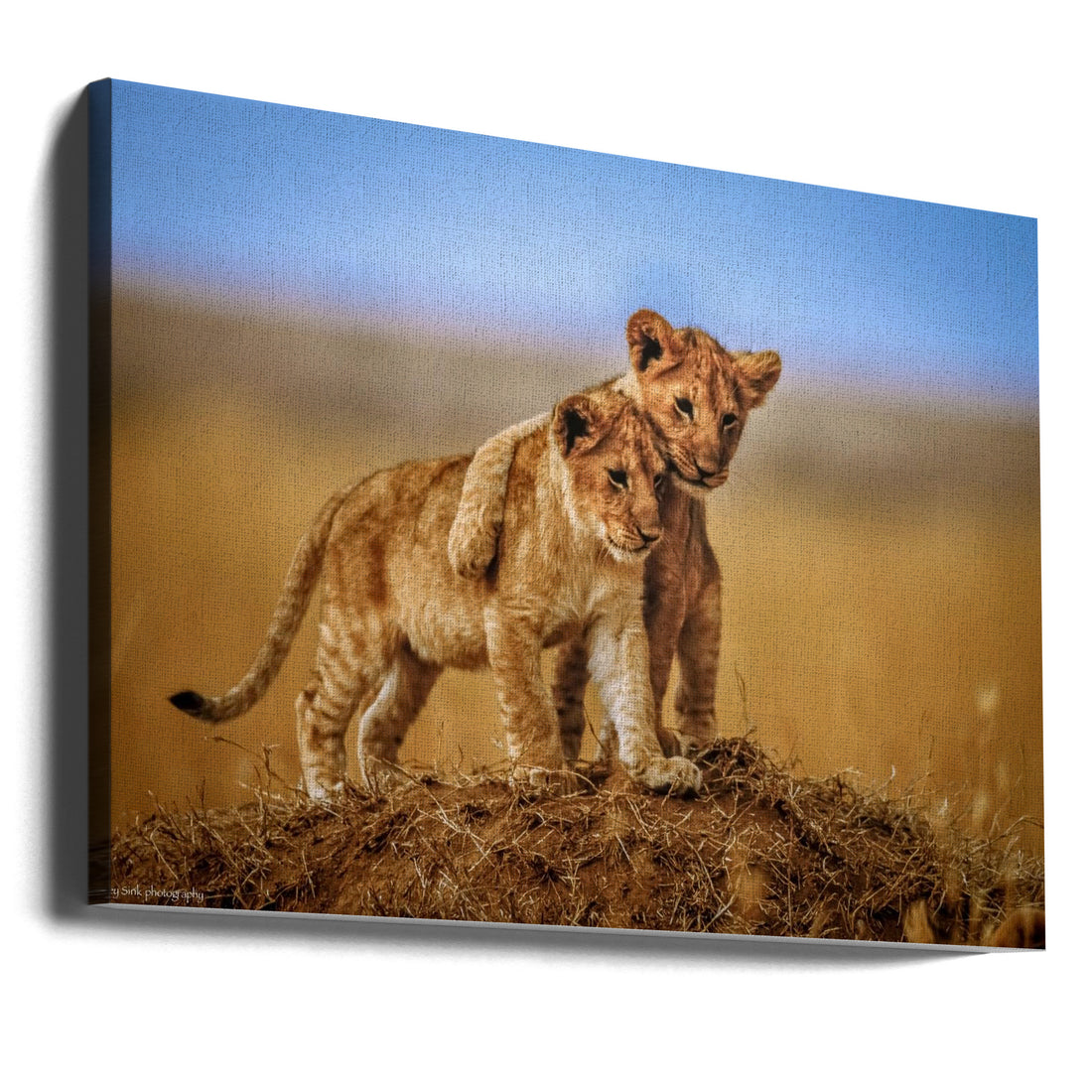 Brothers for Life by Jeffrey C. Sink | Lion Cub Brotherhood, Large Canvas Wall Art Print | Artsy Earth