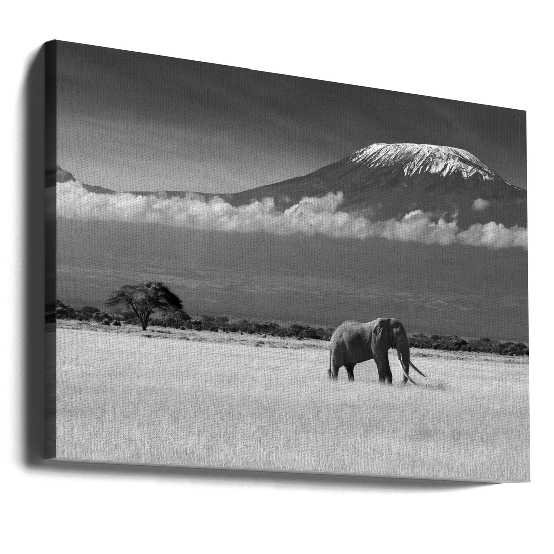 Lost Colors II by Ibrahim Canakci | African Wildlife Photography, Large Canvas Wall Art Print | Artsy Earth